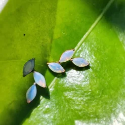 Tytanowa nakrętka mleczne cyrkonie srebrna - TNA-016