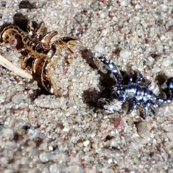 Tytanowa nakrętka skorpion - złoty - TNA-196