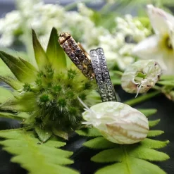 Tytanowe kółko ozdobne CLICKER srebrne - TK-037